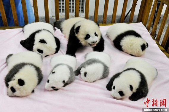 萌翻了：成都繁育基地新出生的熊猫宝宝集体亮相(高清组图)