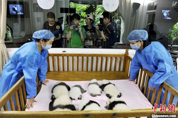 萌翻了：成都繁育基地新出生的熊猫宝宝集体亮相(高清组图)