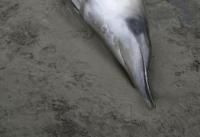 新西兰搁浅最稀有鲸鱼 相关资料匮乏