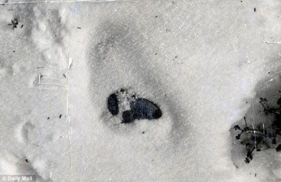 科学家在俄罗斯西伯利亚发现未知哺乳动物 毛发似雪人(图)