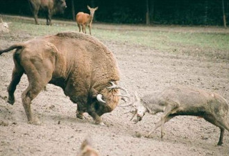 雄鹿不自量力挑战一吨野牛受重伤死亡