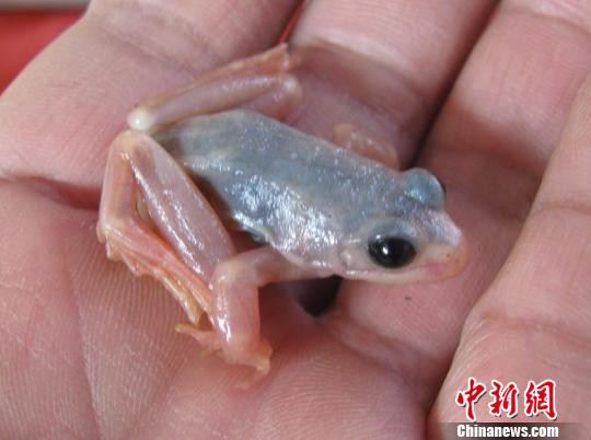 吉林长白山林区罕见白蛙 通体透明可见内脏(图)