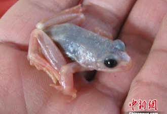 长白山林区罕见白蛙 通体透明可见内脏
