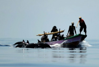 印尼古老捕鲸村无鲸可捕 标枪刺鲨鱼