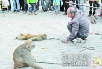 耍猴人当街“虐猴” 手段残忍吓哭幼童