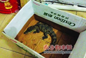 公园逮到小鳄鱼 专家: 性情凶猛或伤人