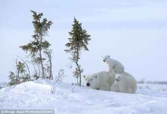 萌翻天 淘气的北极熊崽和疲惫的妈妈