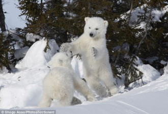萌翻天 淘气的北极熊崽和疲惫的妈妈