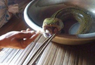 越南男子捕获蛇头猪舌长相怪鱼(图)
