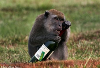 有趣瞬间：猴子打开葡萄酒瓶 欲畅饮