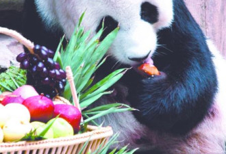多伦多动物园招募大使助游客参观熊猫