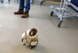 猴子大闹多伦多IKEA 主人违规遭罚款