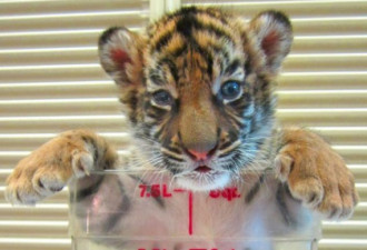 最濒危动物：苏门答腊虎幼崽仅量杯大