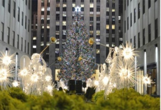 图：纽约点亮巨无霸圣诞树 千人参观