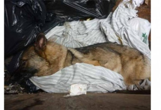 虐待宠物犬致死 加男子面临五年牢刑