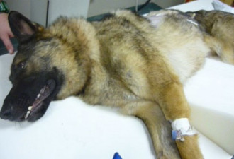 虐待宠物犬致死 加男子面临五年牢刑
