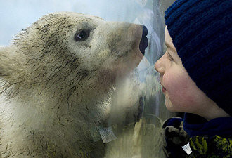 多伦多动物园北极熊宝宝 三只都没活