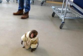 “名猴”女主人今午往动物部门外示威