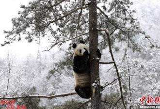 巨萌：冬日秦岭深处的“功夫熊猫”