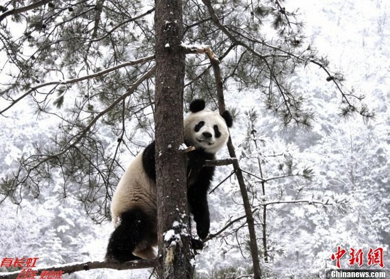 冬日秦岭深处的“功夫熊猫” (高清组图)