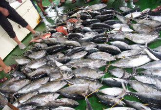 南海无鱼真相：越南捕捞360倍于中国