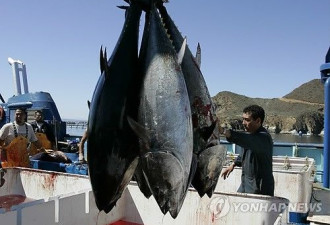 日本金枪鱼卖出千万元 成最贵金枪鱼