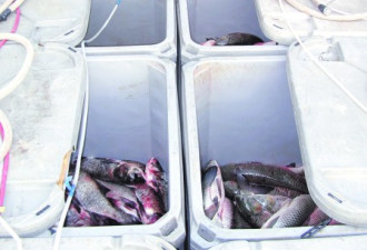 运亚洲鲤鱼到安省 美国渔业公司罚3万