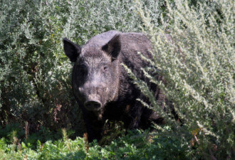 加拿大草原省份野猪成灾 学者提警讯