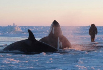 相簿：魁北克海面结冰 12头虎鲸受困