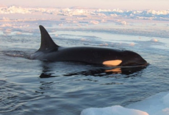 相簿：魁北克海面结冰 12头虎鲸受困
