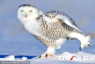 加拿大猫头鹰雪地练溜冰 眯眼大笑卖萌
