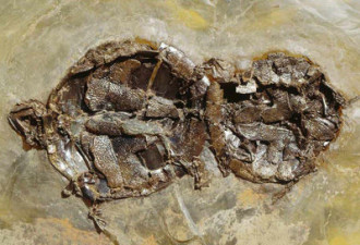 本年十大有趣发现 化石记录乌龟交配