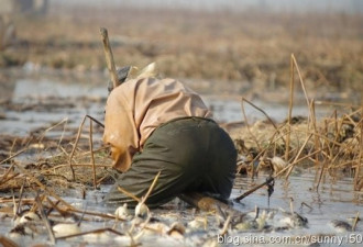 渭河滩上挖藕人 原来藕是这样挖出来的