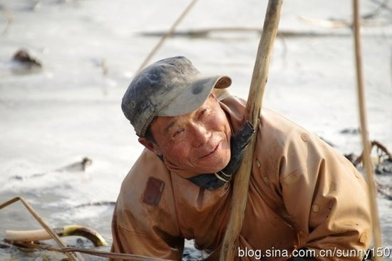实拍陕西渭河滩上挖藕人 原来藕是这样挖出来的(组图)