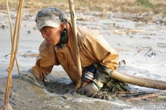 实拍陕西渭河滩上挖藕人 原来藕是这样挖出来的(组图)