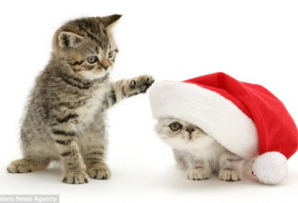 圣诞小动物照片集 萌态各异爱不释手
