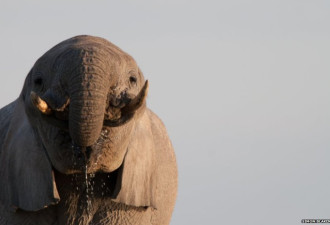 野性非洲珍贵镜头：沙漠大象喝水卖萌