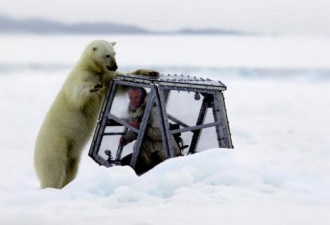 摄影师遭北极熊袭击 安全罩内拍照片