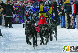 坎宁顿狗拉雪橇比赛暨冰雪节周末举行