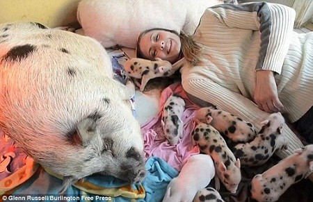 家住英国艾塞克斯郡的一名女子在家中养了大小共40头猪,遭到邻居投诉