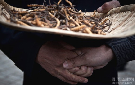 疯狂虫草：让老婆陪睡抵缴草皮费 蹂躏到靠马驮才能回家