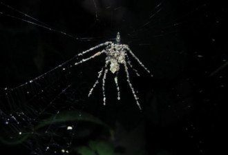 亚马孙热带雨林发现新种蜘蛛编织替身
