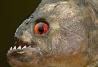 食人鱼咬力相当自身体重30倍超霸王龙