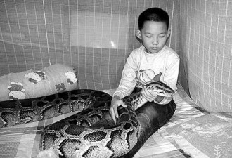 广东13岁男童与蟒蛇成朋友 “同居”12年
