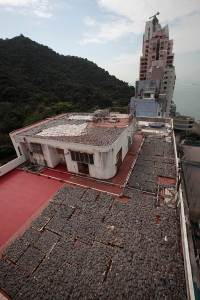 香港一厂房天台晾晒大量鱼翅 整个天台被铺满(高清组图)