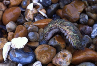 海滩发现奇特海毛虫：厚皮毛颜色亮丽