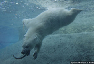 北极熊幼崽下水捕鱼 动作迅猛惹人爱