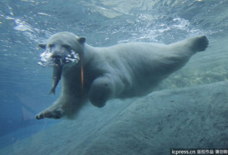 北极熊幼崽下水捕鱼 动作迅猛惹人爱