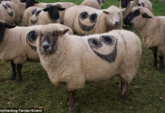 英国上百只绵羊身上出现神秘“笑脸”