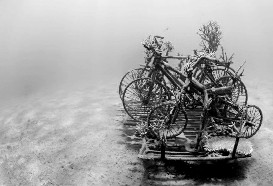 自行车沉海拯救珊瑚礁 化腐朽为神奇